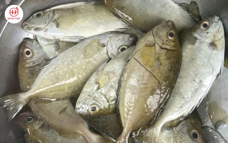 Mẹo chọn mua cá Kình tươi