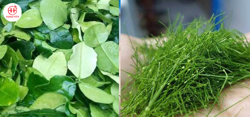 Thái chỉ lá chanh