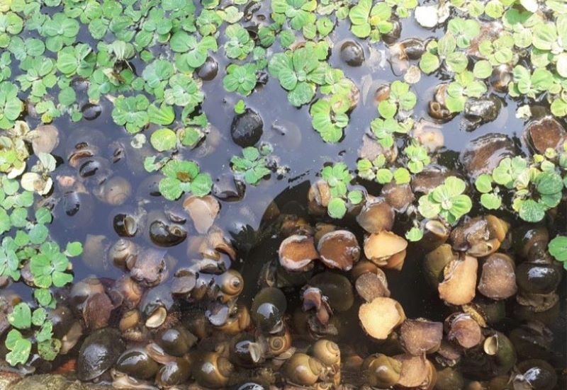 Mùa vụ cũng là một yếu tố ảnh hưởng đến giá bán ốc nhồi thịt