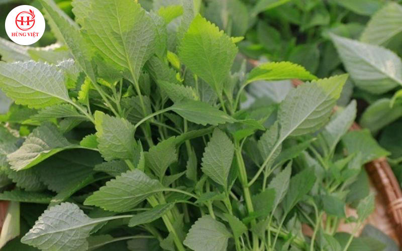 4 loại rau ăn kèm không thể thiếu trong món bún đậu mắm tôm