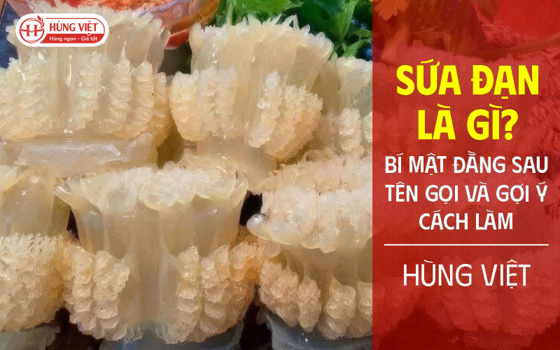 Sứa đạn là gì