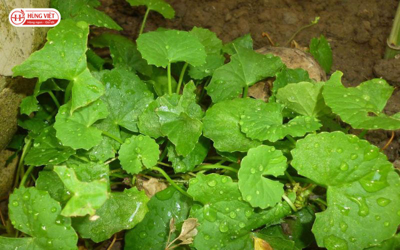 Xem ngay 10+ loại rau sống tốt cho sức khỏe và cách ăn đúng cách