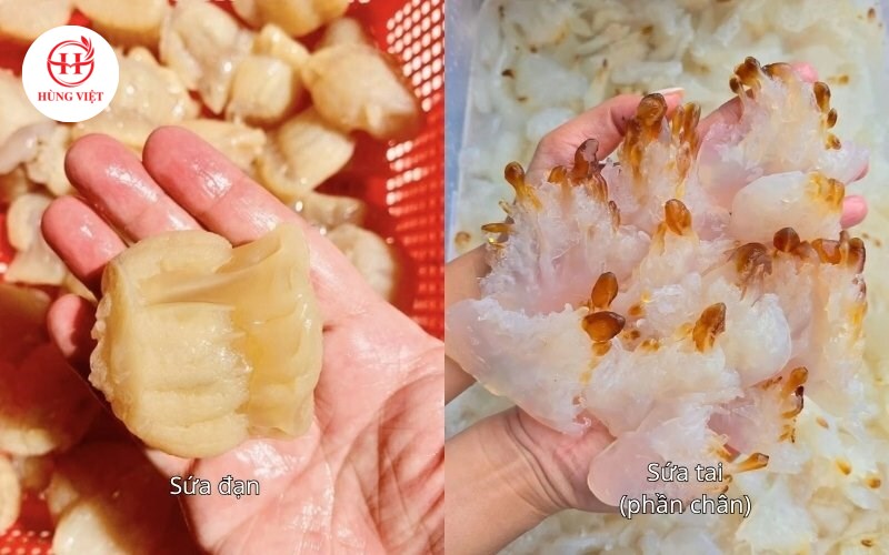Sứa đạn là gì? Bí mật đằng sau tên gọi và gợi ý món ngon dễ làm